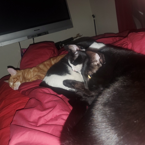 I RESCUE KITTIES & TNR - Picture 5 of 16